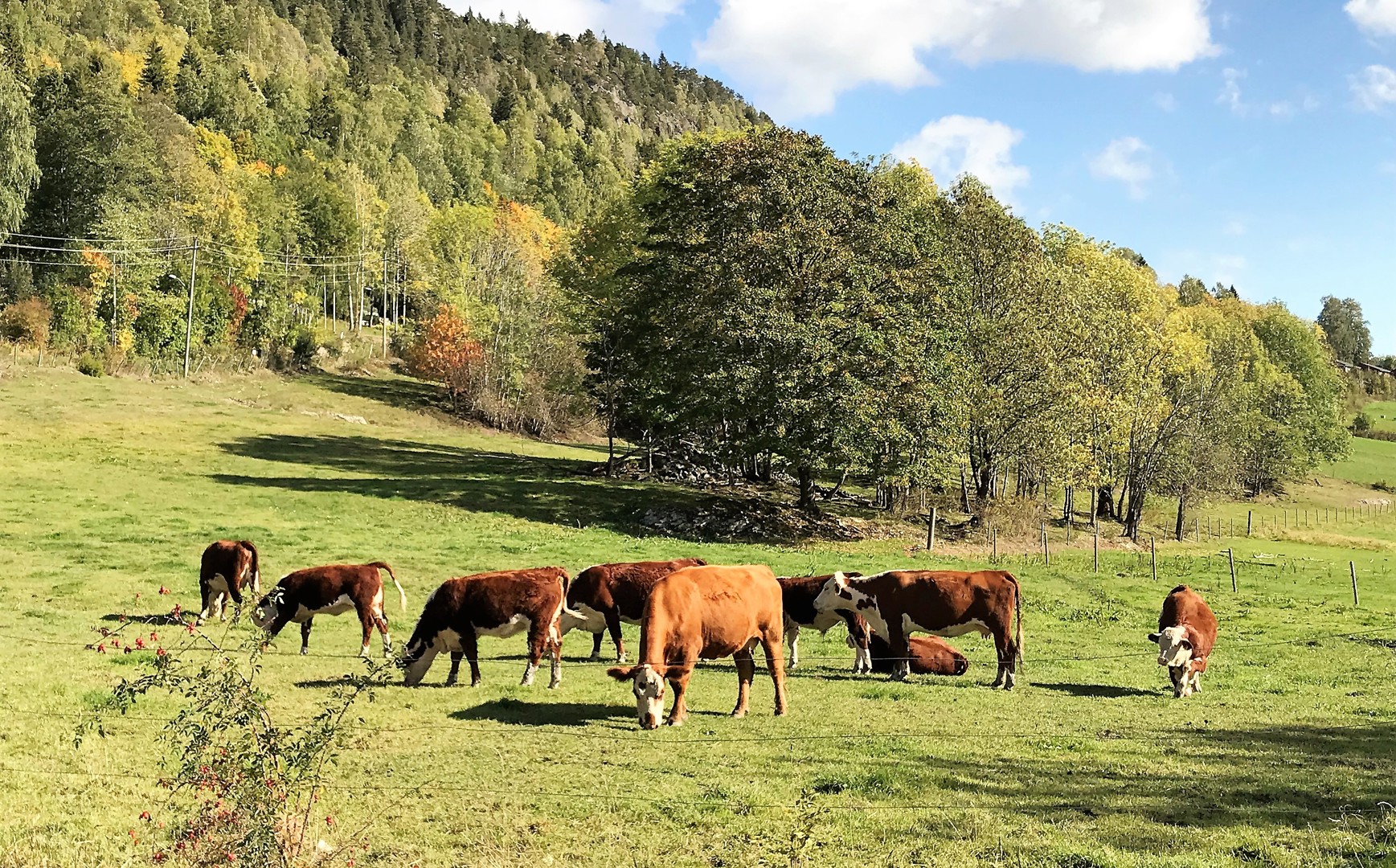 Velavis juni: 3 x jubileum på Rykkinn i juni