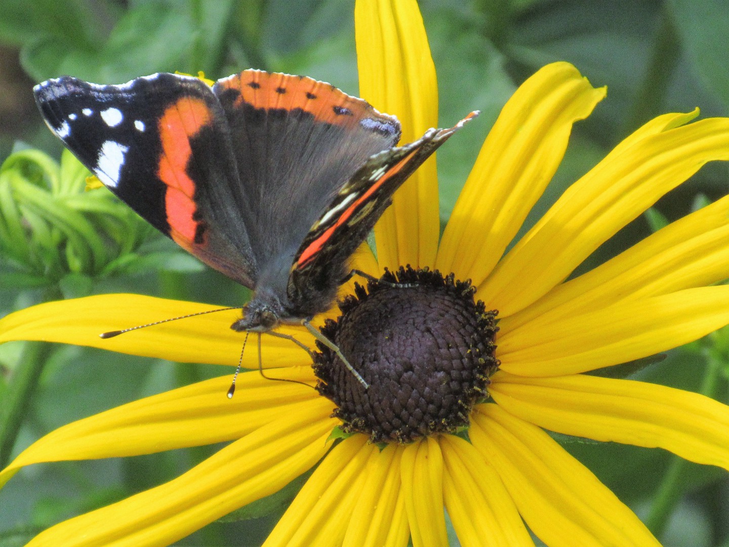 Bærum kommunes strategi for naturmangfold