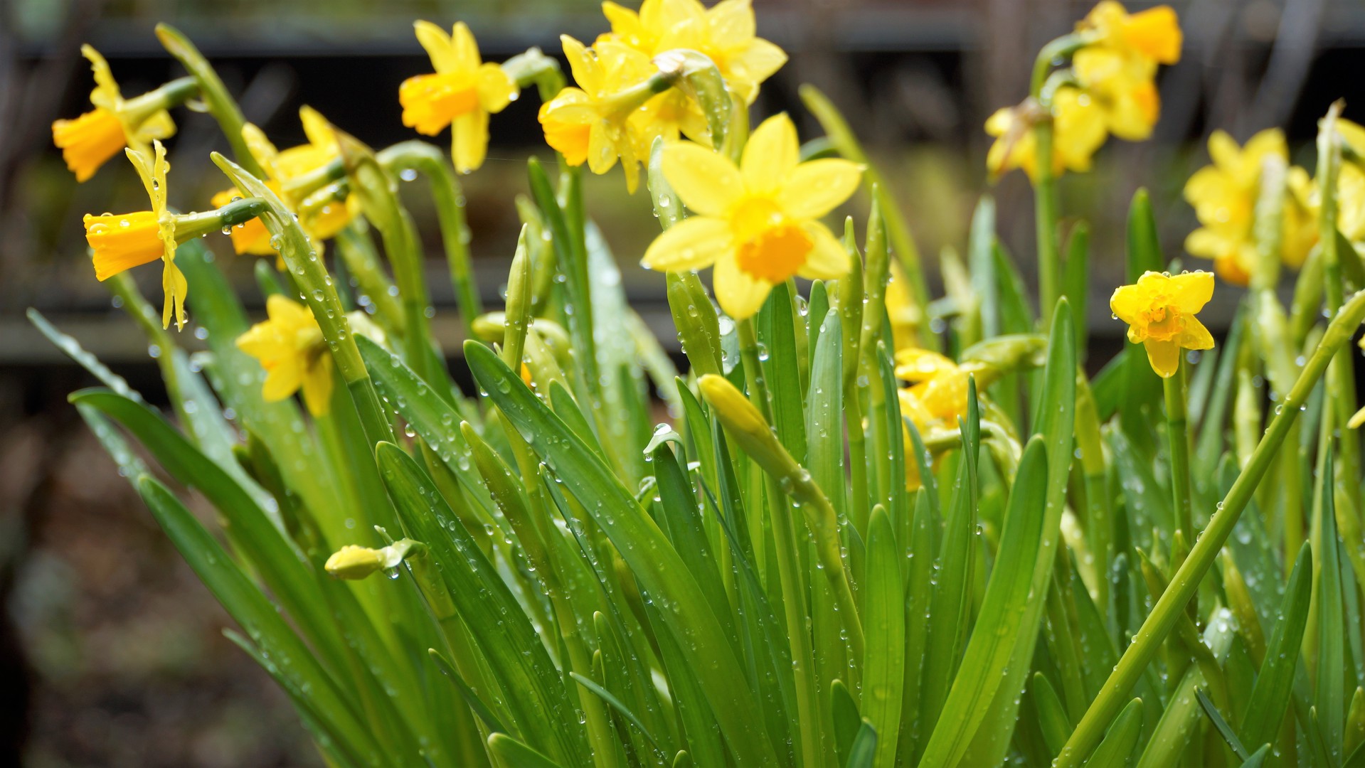 Vi ønsker alle en god påske