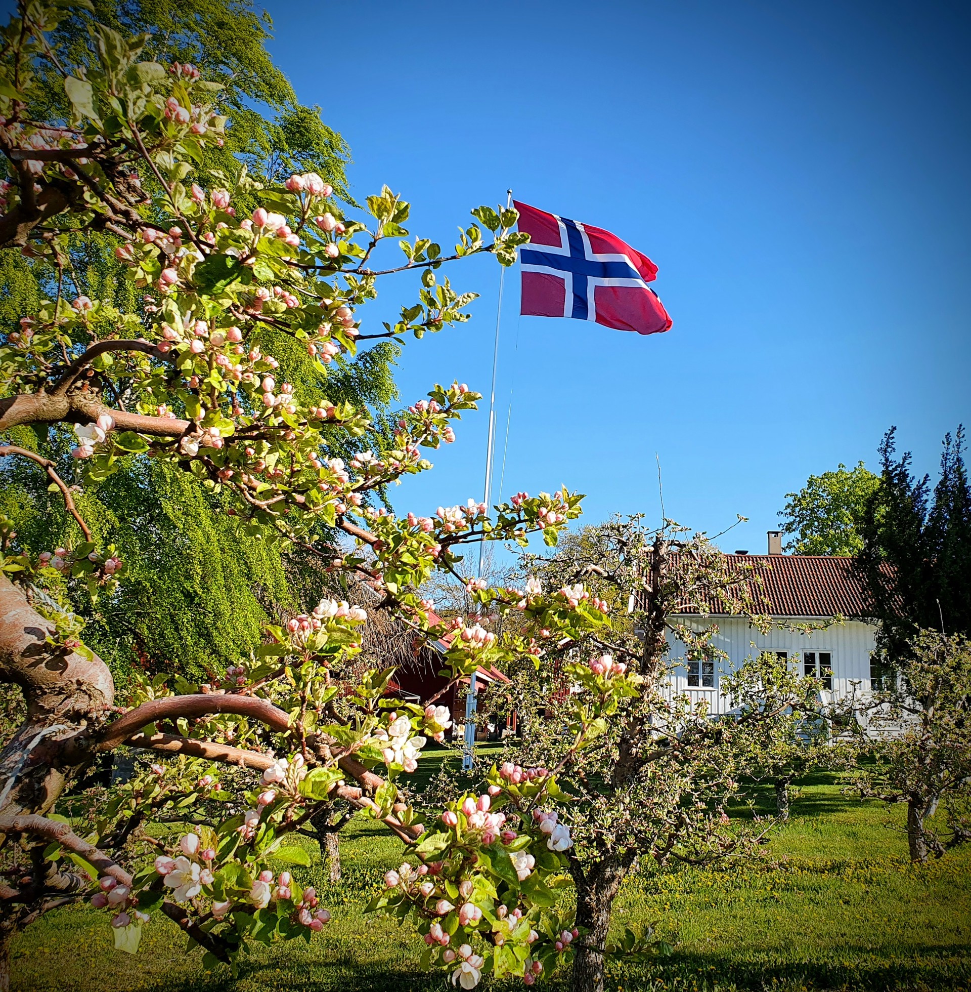 17. Mai på Rykkinn